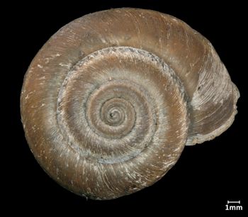 Media type: image;   Malacology 32535 Aspect: apical